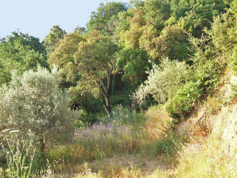 wilder Wald auf dem Abenteuerberg