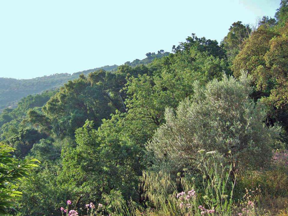 wilder Wald auf dem Abenteuerberg