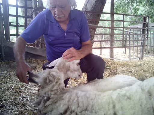 sheep shearing