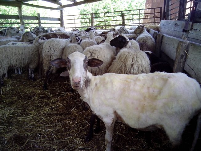 sheep shearing