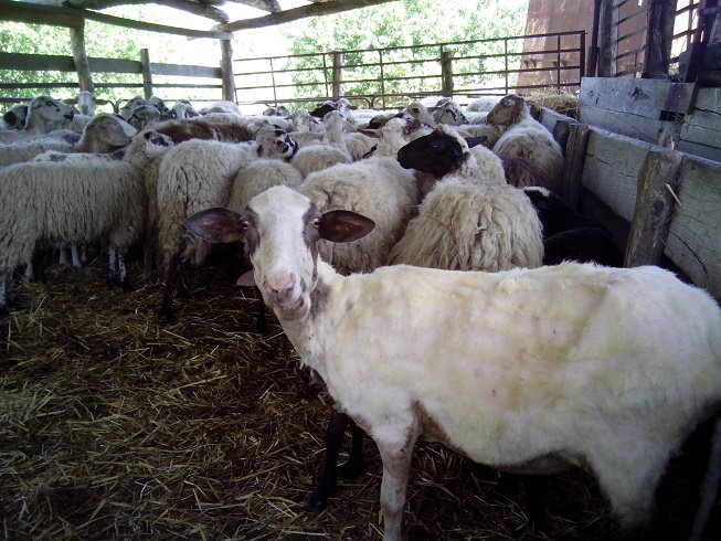 sheep shearing