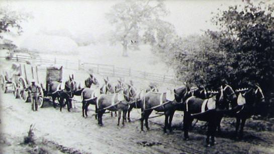 Mules pulling covered wagon.